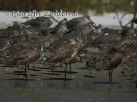 Foto: Marmergrutto [Limosa fedoa] Sanibel island Florida USA (okt2013)
